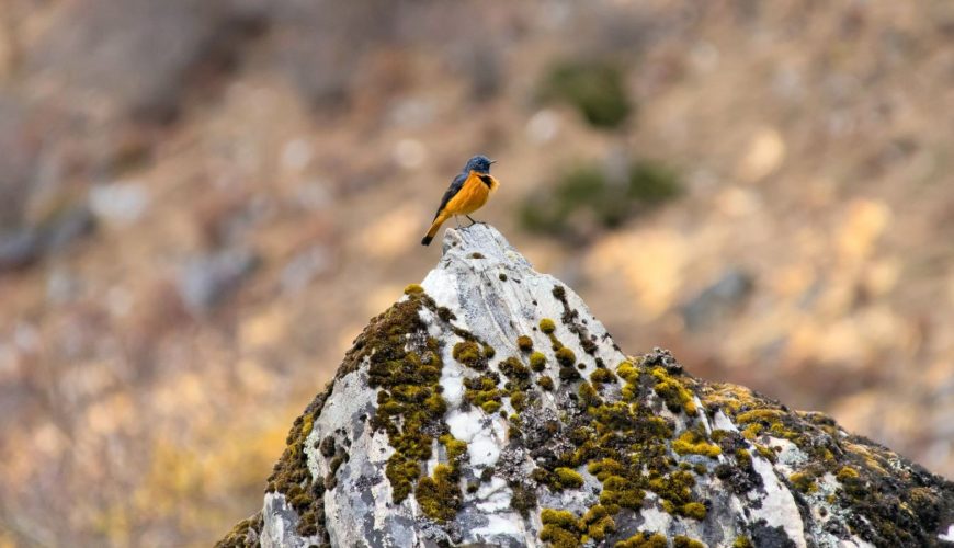 Trip in Bhutan