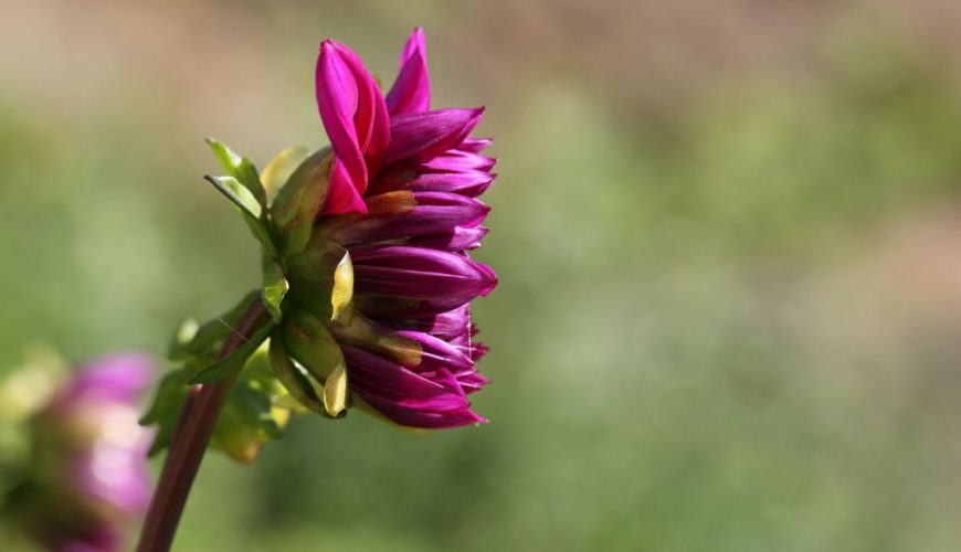 Trip in Bhutan